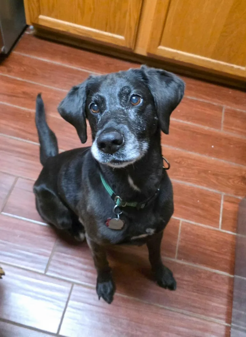 A senior medium-sized female Black Labrador Retriever dog named Harper Lee for adoption in Charlotte, NC