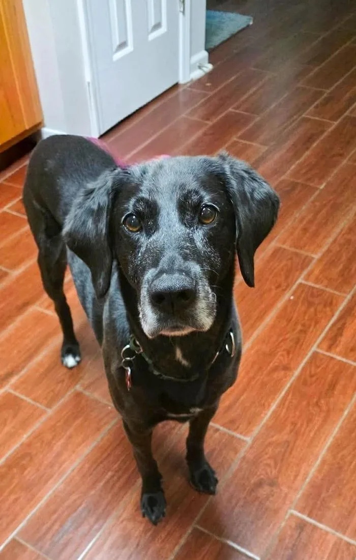 Harper Lee thumbnail 4