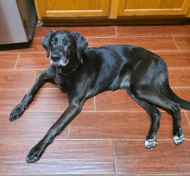 Harper Lee thumbnail 5