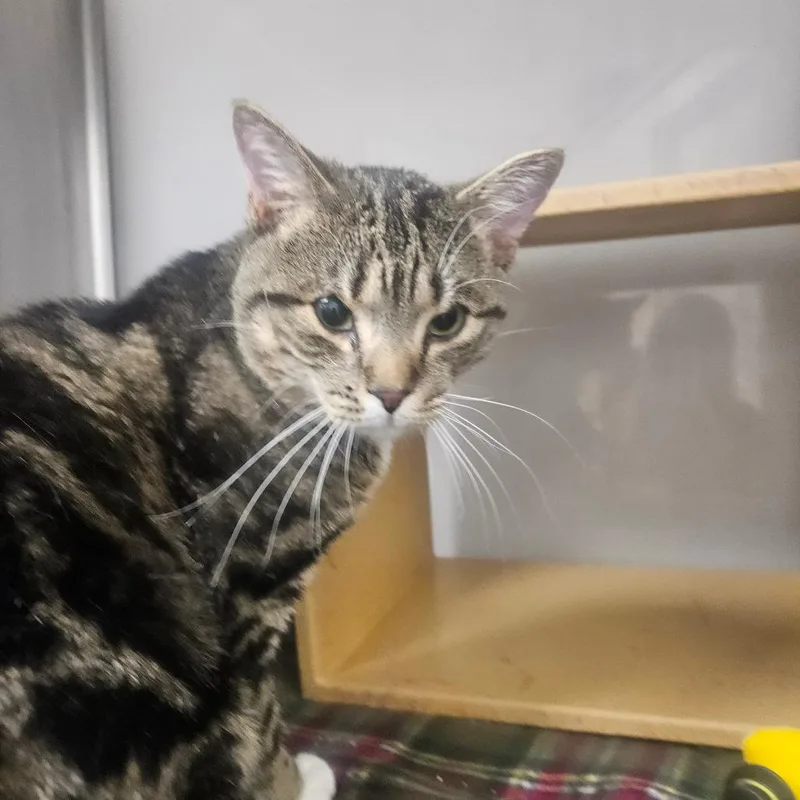 An adult small-sized male Brown / Chocolate Domestic Short Hair cat named Henery for adoption in Grantsville, UT