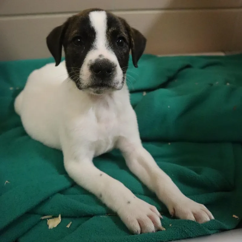 A baby small-sized male White / Cream Mixed Breed dog named Dylan for adoption in Waukesha, WI