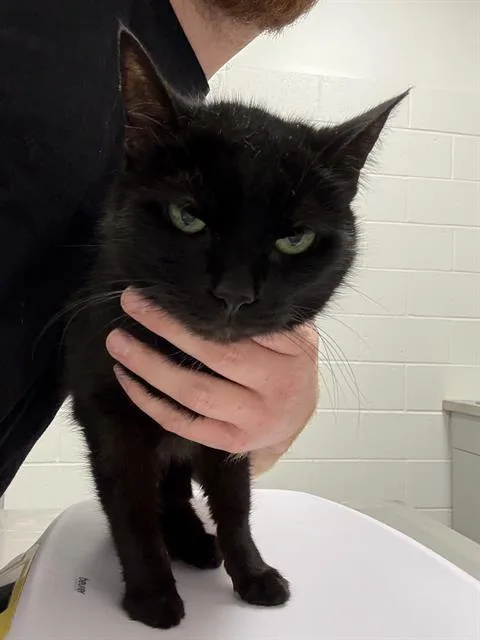 An adult large-sized female Domestic Short Hair cat named Elvira for adoption in Indianapolis, IN