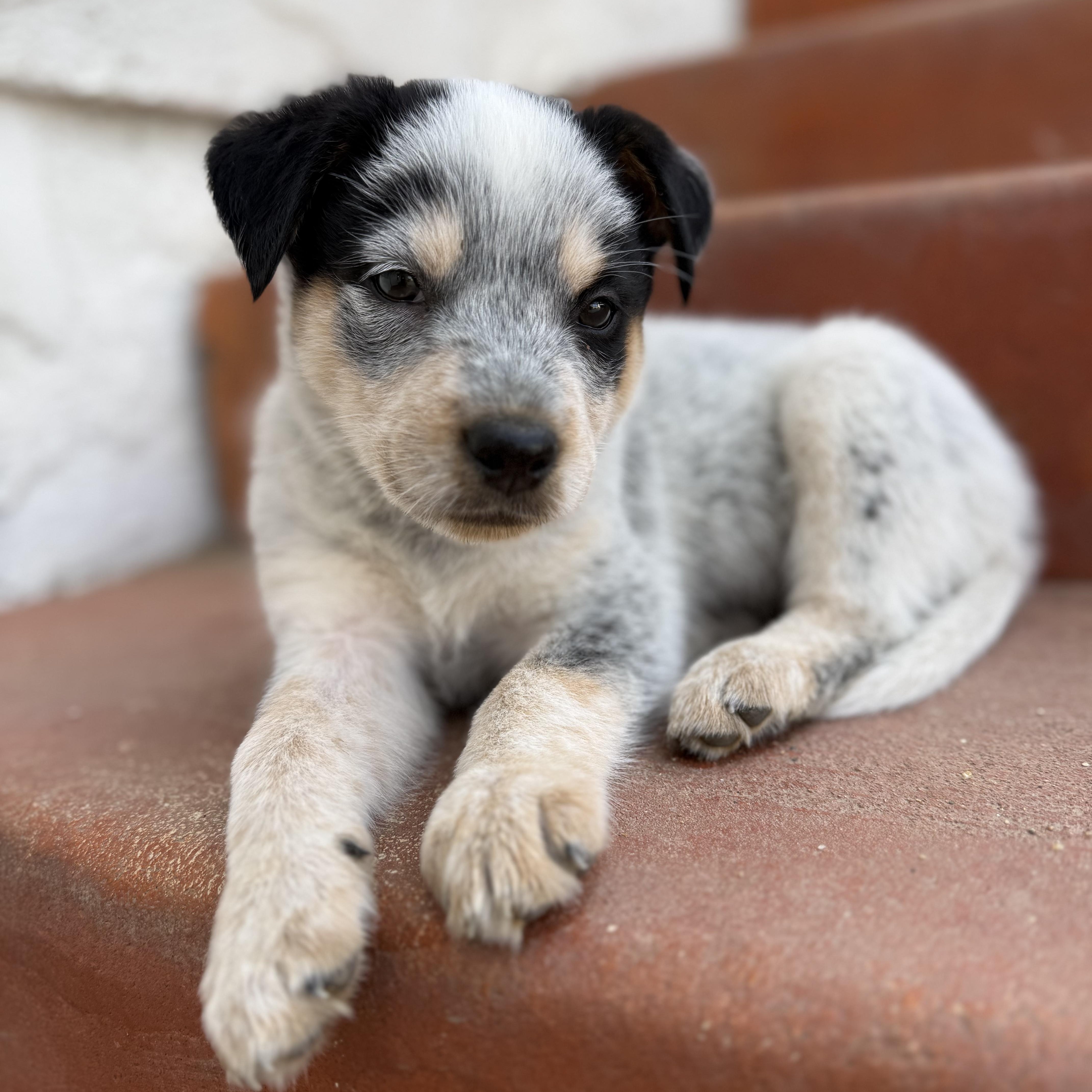 A baby small-sized male Black Cattle Dog dog named Mick for adoption in Sun Valley, CA