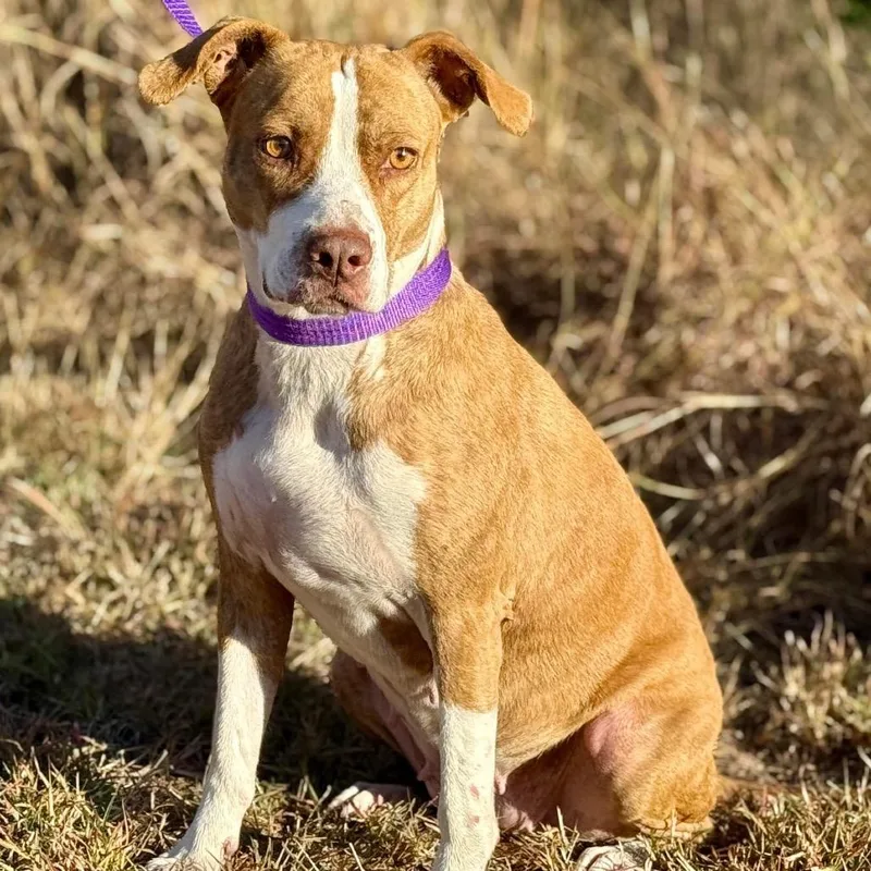 An adult medium-sized female Brown / Chocolate Terrier dog named Izzie for adoption in Hondo, TX