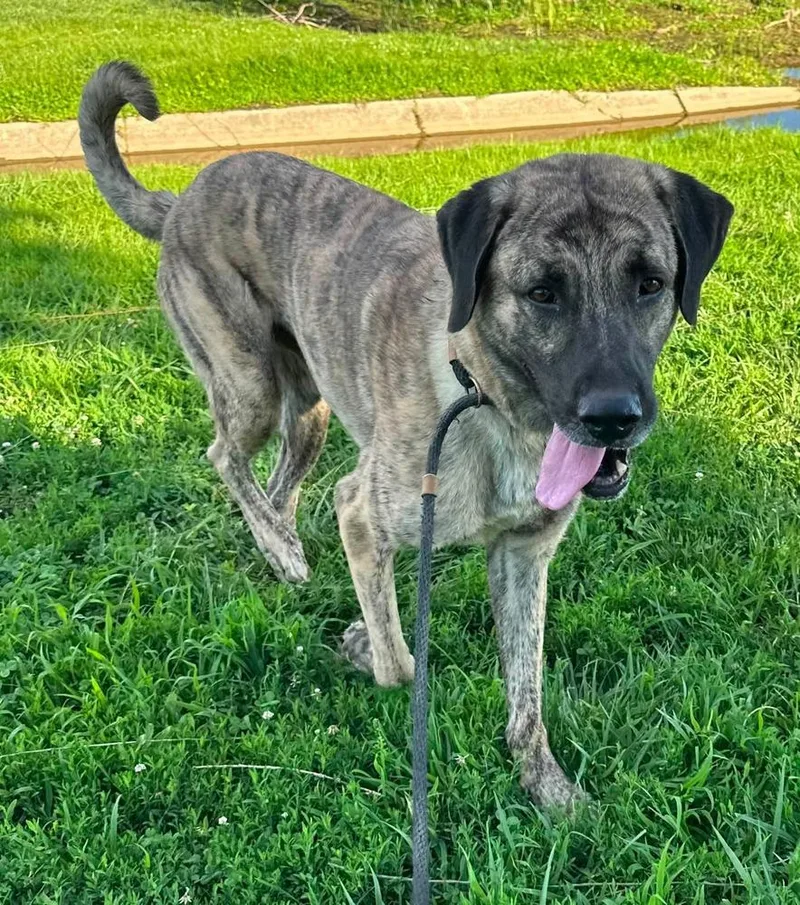 An adult large-sized male Brindle Shepherd dog named Kingston for adoption in Evansville, IN