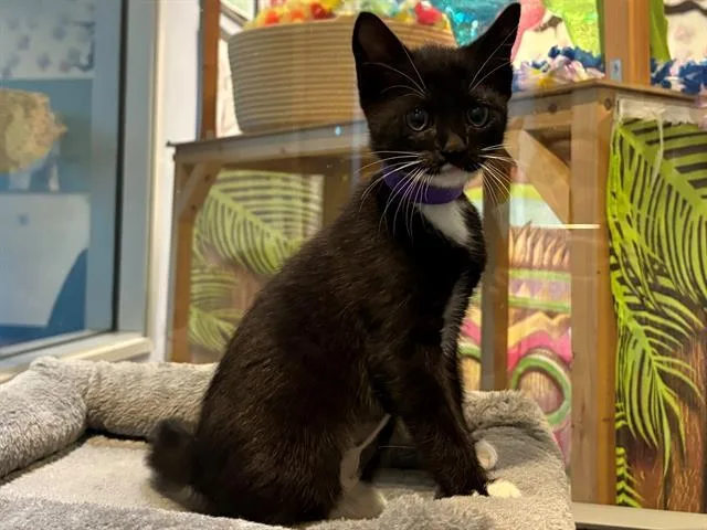 A baby small-sized female Domestic Short Hair cat named Astrid for adoption in Santa Clara, CA