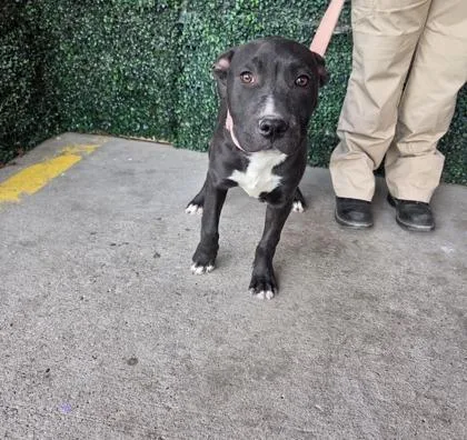 A baby medium-sized male Black Pit Bull Terrier dog named 60792651 for adoption in El Paso, TX