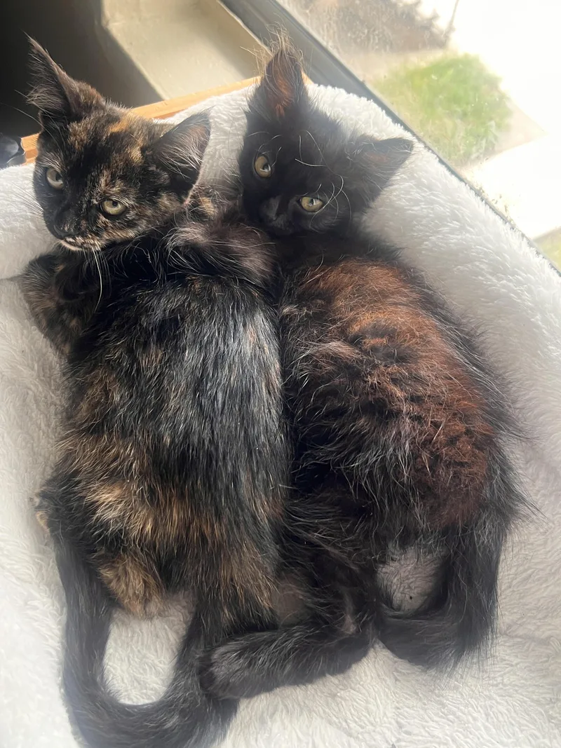 A baby medium-sized female Tortoiseshell Domestic Short Hair cat named Cabana for adoption in Santa Ana, CA
