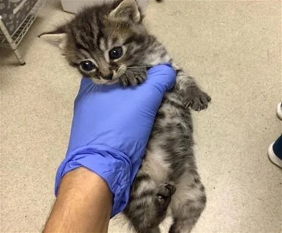 A baby small-sized male Domestic Short Hair cat named Timmy for adoption in Riverside, CA