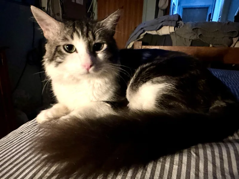 A young large-sized male White Maine Coon cat named Chevy for adoption in Mission Viejo, CA