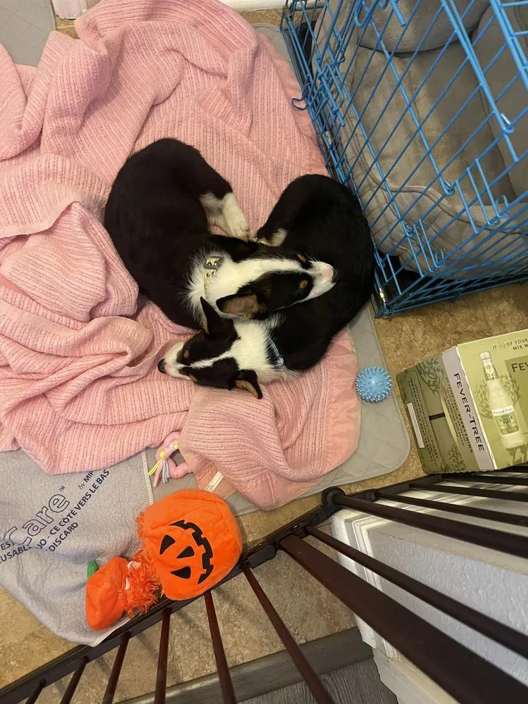 A baby small-sized male Corgi dog named Corgi Loki for adoption in Omaha, NE