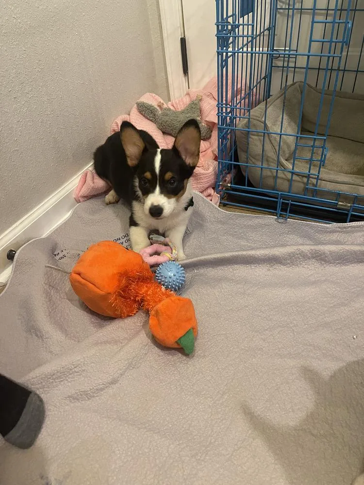 Corgi Loki thumbnail 2