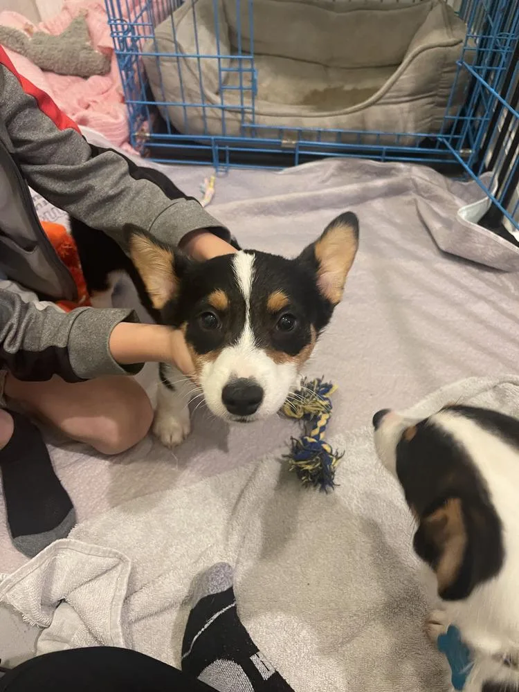 Corgi Loki thumbnail 3