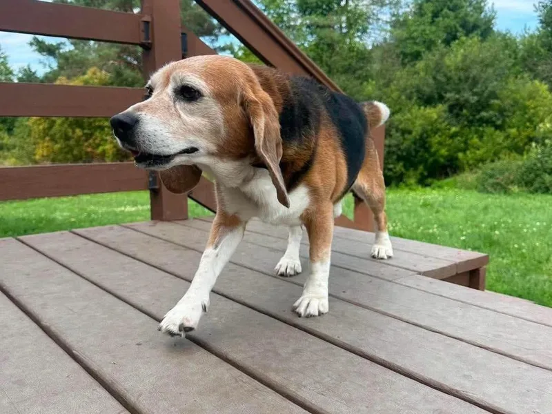 Beagle Sheldon