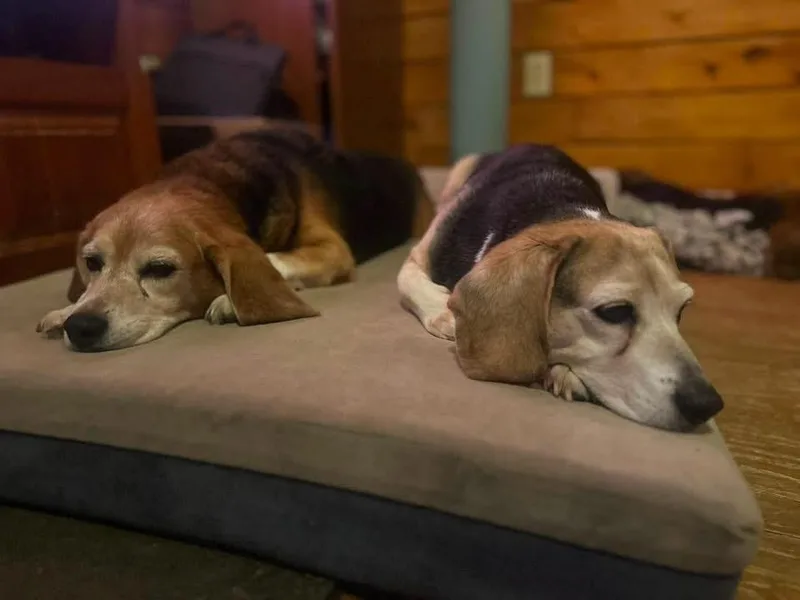 Beagle Sheldon thumbnail 2