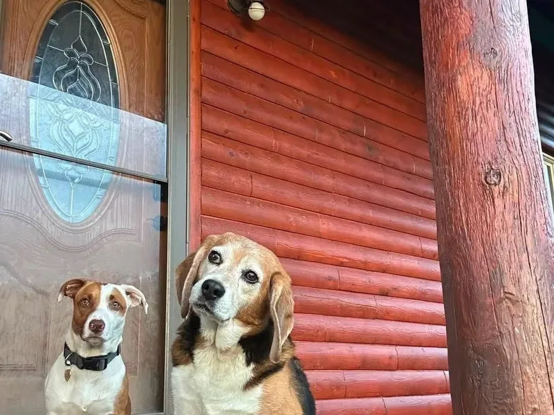 Beagle Sheldon thumbnail 3