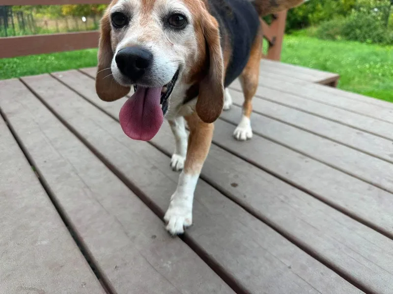 Beagle Sheldon thumbnail 4