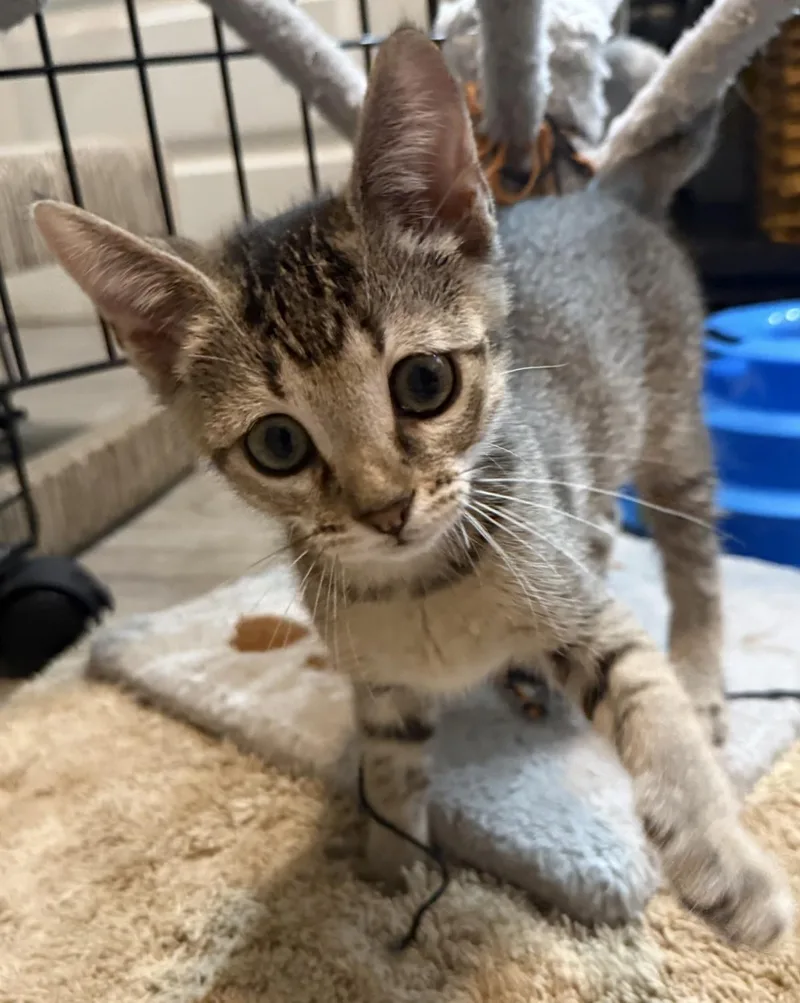 A baby small-sized female Tabby (Brown / Chocolate) Tabby cat named SallyBrown Peanuts for adoption in Chandler, AZ