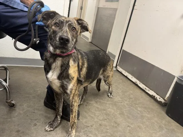 A young large-sized female German Shepherd Dog dog named Chip for adoption in Los Angeles, CA