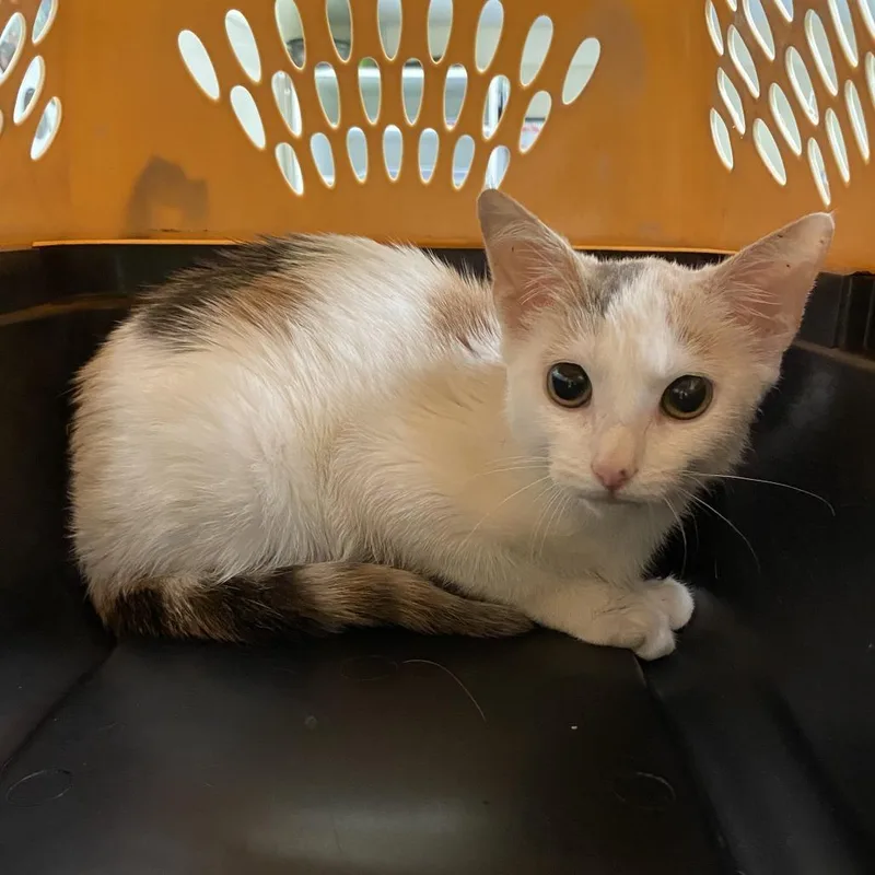 A baby small-sized female White Domestic Short Hair cat named Chewy for adoption in Lynchburg, VA