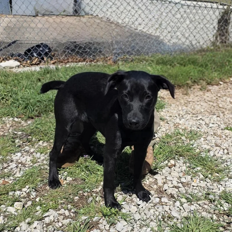 A young medium-sized female Black Labrador Retriever dog named Aurochevelle for adoption in Aurora, MO