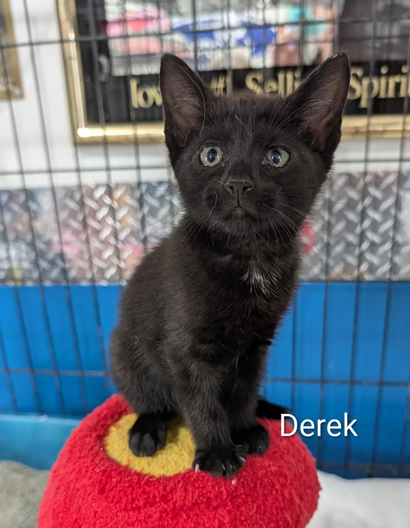 A baby medium-sized male Black Domestic Short Hair cat named Derek for adoption in Waterloo, IA