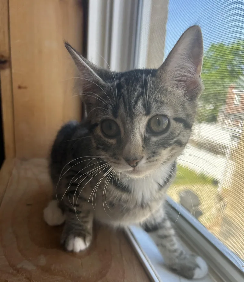 A baby small-sized female Domestic Short Hair cat named Kendall for adoption in Havertown, PA