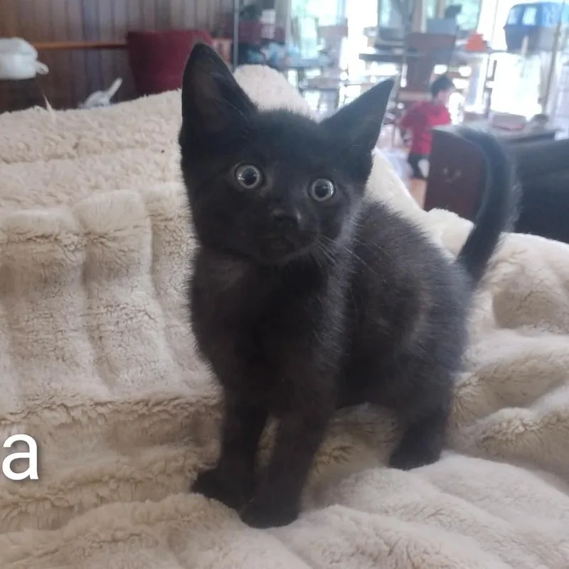 A baby medium-sized female Black Bombay cat named Baby Bella for adoption in Wyandotte, MI