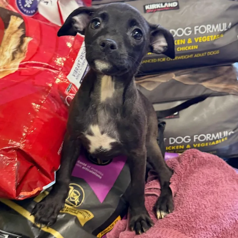 A baby small-sized female Black Mixed Breed dog named Flare for adoption in Valparaiso, IN
