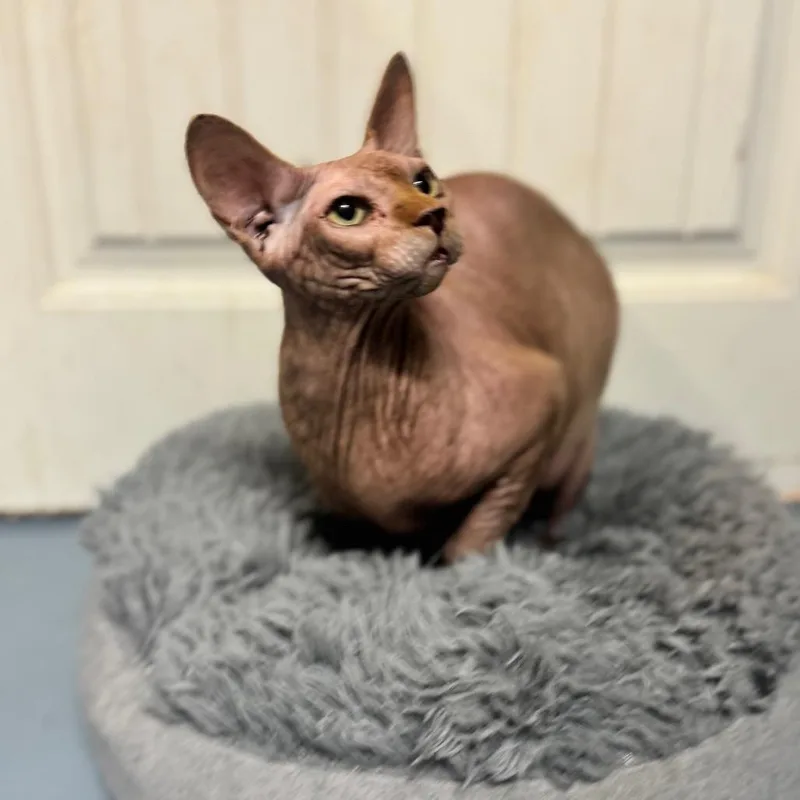 An adult extra large-sized male Buff / Tan / Fawn Sphynx / Hairless Cat named Dobby for adoption in Brownsboro, AL