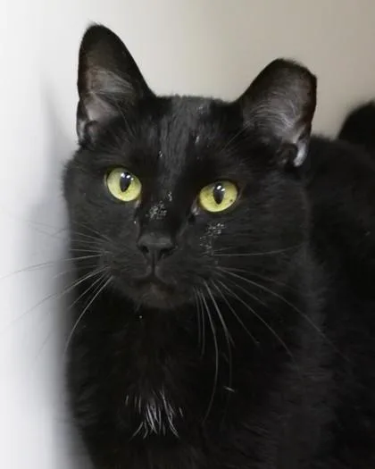 An adult medium-sized male Domestic Short Hair cat named Midnight for adoption in Fishers, IN
