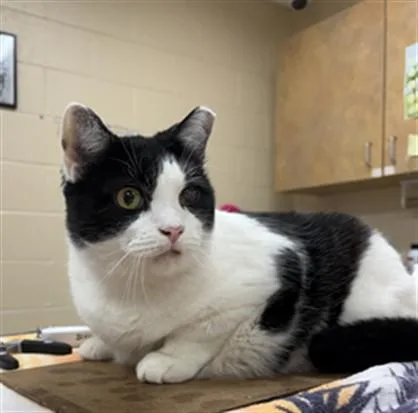 An adult large-sized female Domestic Short Hair cat named Pinky for adoption in Aliquippa, PA