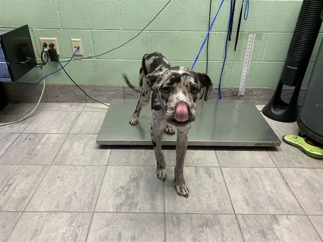 A young large-sized male Catahoula Leopard Dog dog named Bonk for adoption in Grand Prairie, TX