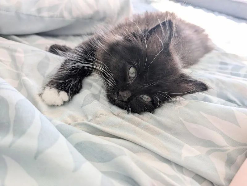 Oreo Darkness