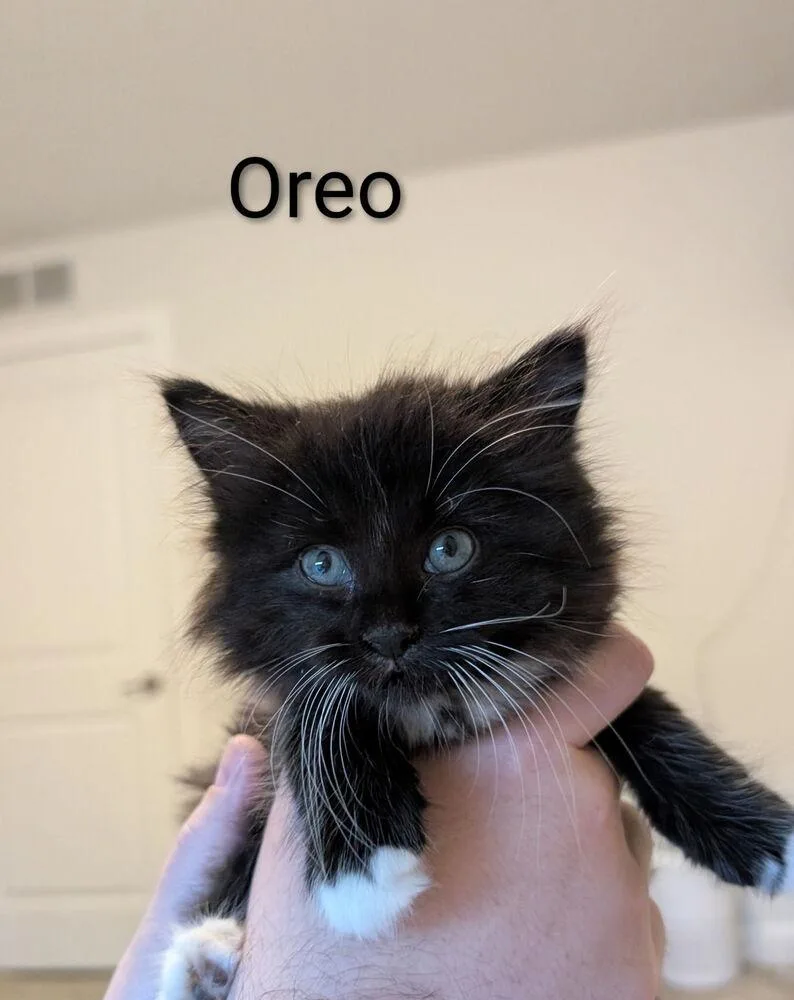 Oreo Darkness thumbnail 2
