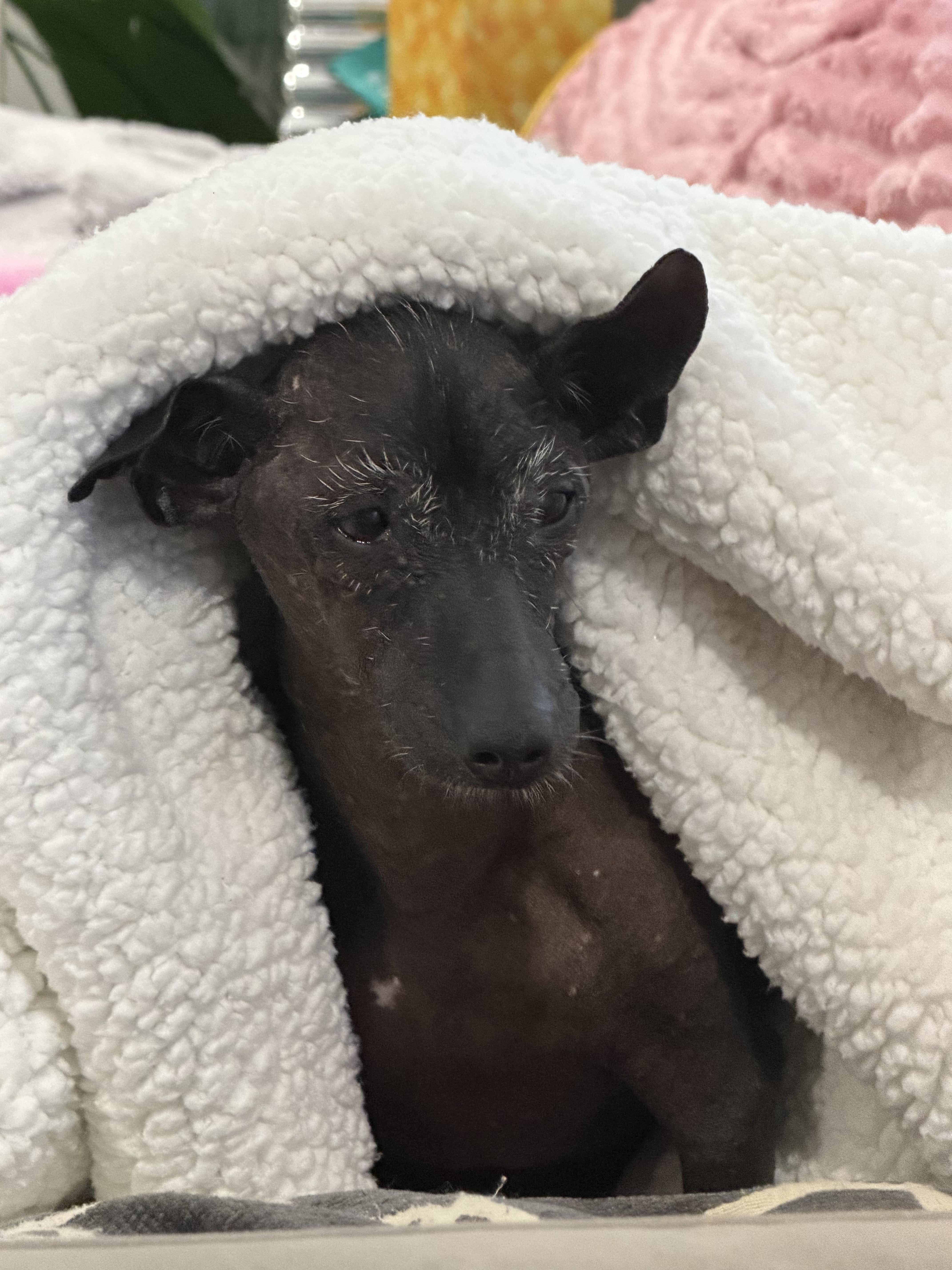 A senior small-sized male Xoloitzcuintli / Mexican Hairless dog named Manny  Windsor  for adoption in Bradenton, FL