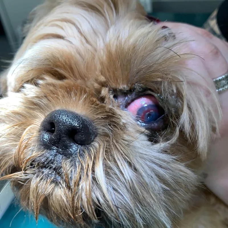 An adult small-sized male Brown / Chocolate Shih Tzu dog named Coco for adoption in Allen, TX