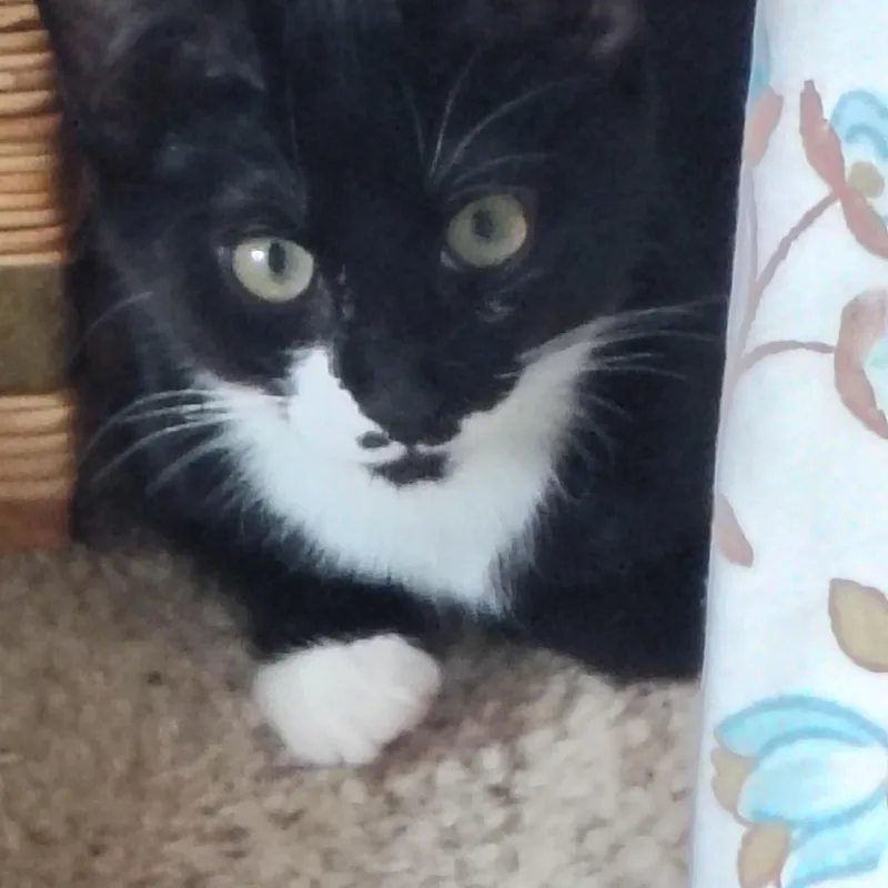 A baby medium-sized female Black & White / Tuxedo Domestic Short Hair cat named Isabel for adoption in Bothell, WA