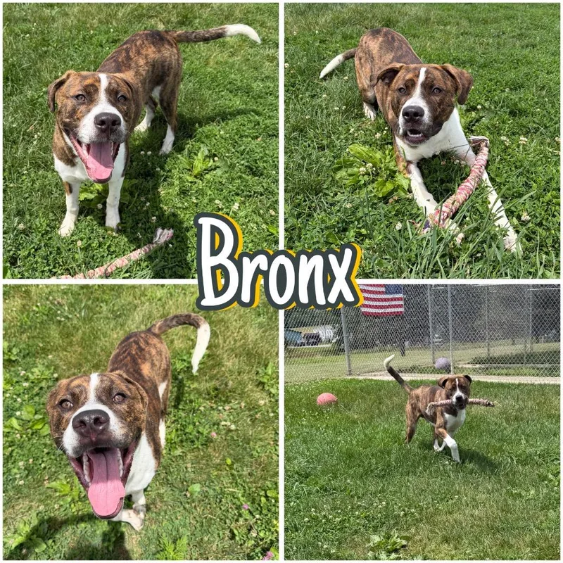 Bronx thumbnail 2