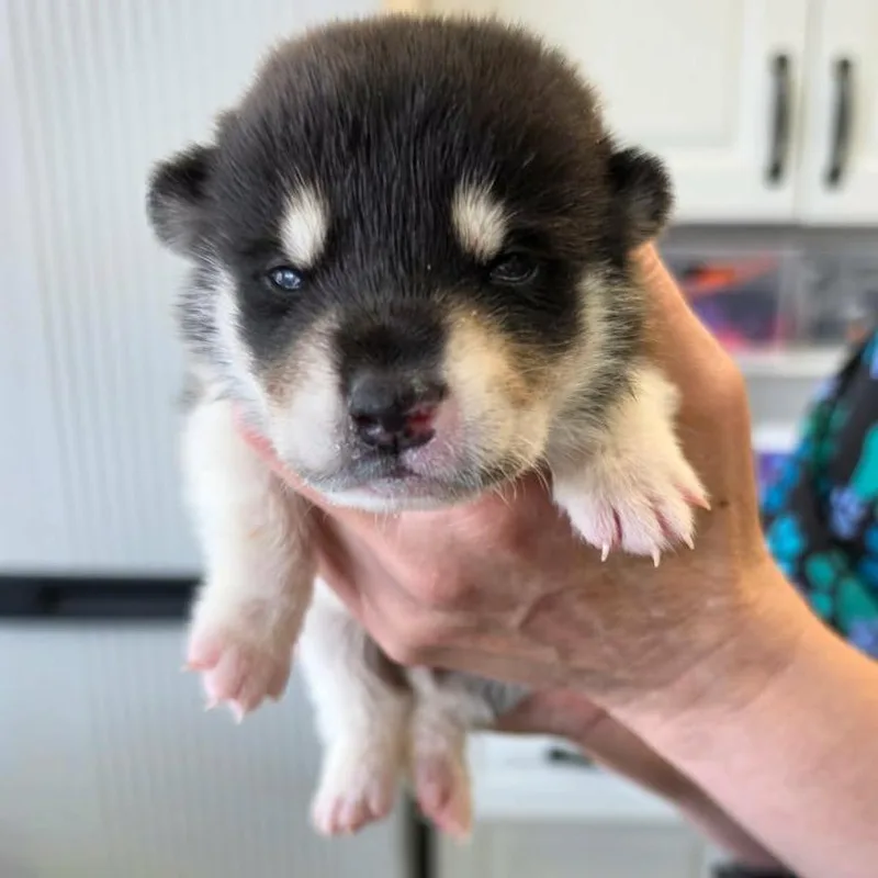 A baby medium-sized male Black Husky dog named Loki for adoption in Phoenix, AZ