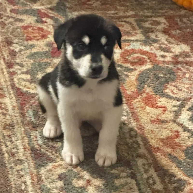 Loki thumbnail 2