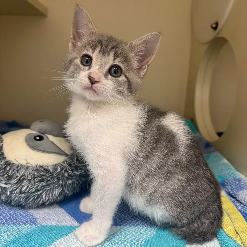 A baby small-sized male Gray / Blue / Silver Domestic Short Hair cat named "Sid the Sloth" for adoption in Bradenton, FL