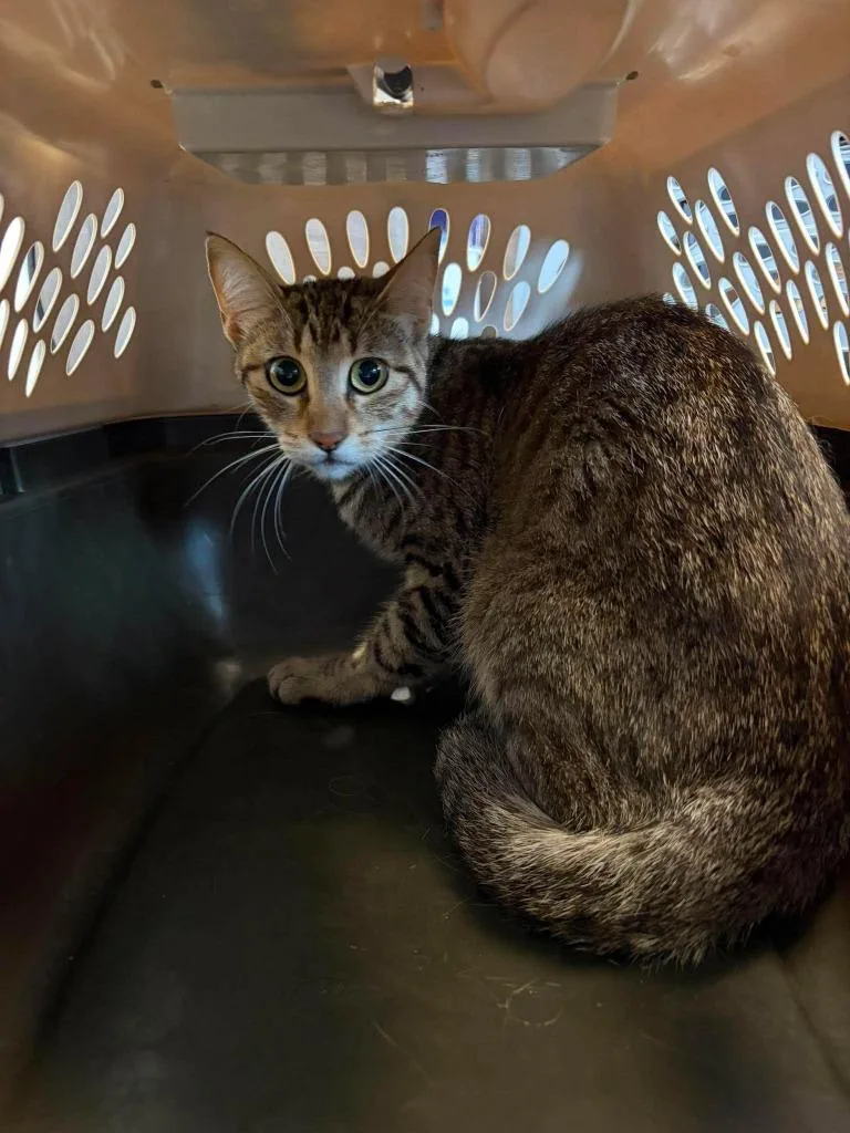 A young medium-sized female Domestic Short Hair cat named Hatari for adoption in Republic, MO