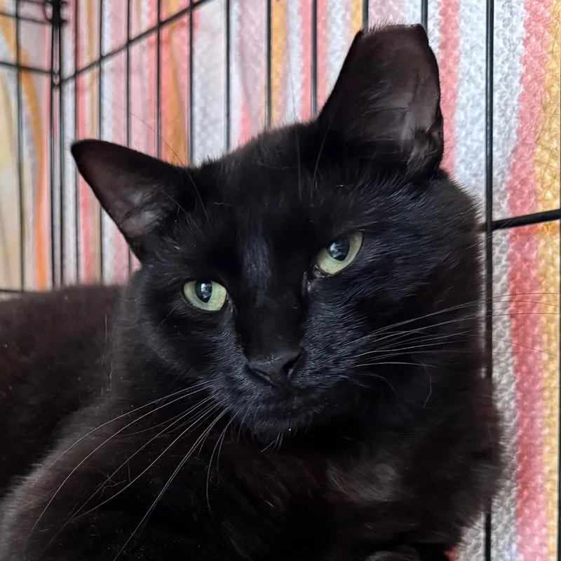 An adult medium-sized male Black Domestic Short Hair cat named Taber for adoption in Salisbury, MA