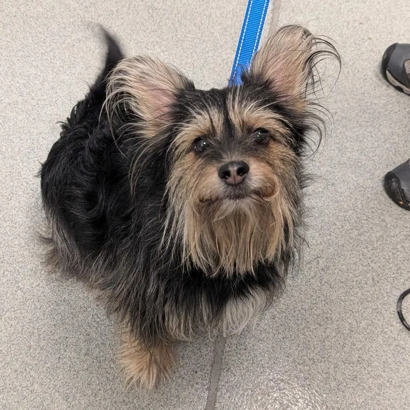 An adult small-sized male Yorkshire Terrier dog named Oreo for adoption in New Castle, DE