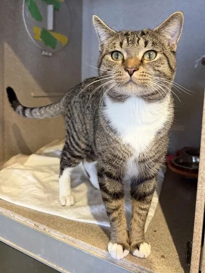 An adult medium-sized male Domestic Short Hair cat named Pottz for adoption in Washington, DC