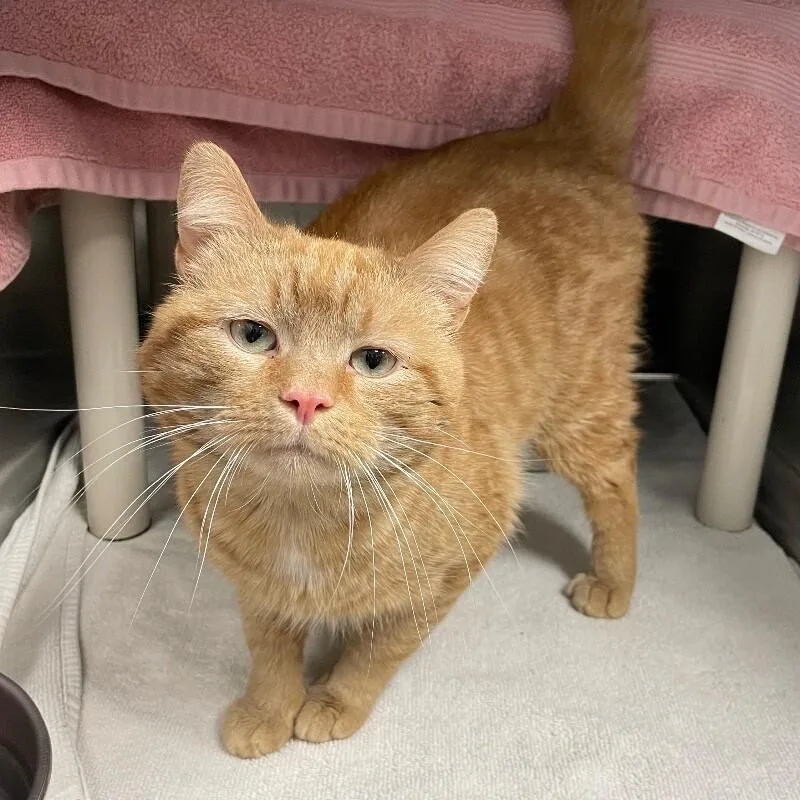 Macaroon thumbnail 2