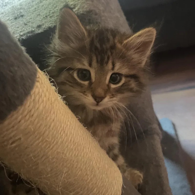 FuzzBucket