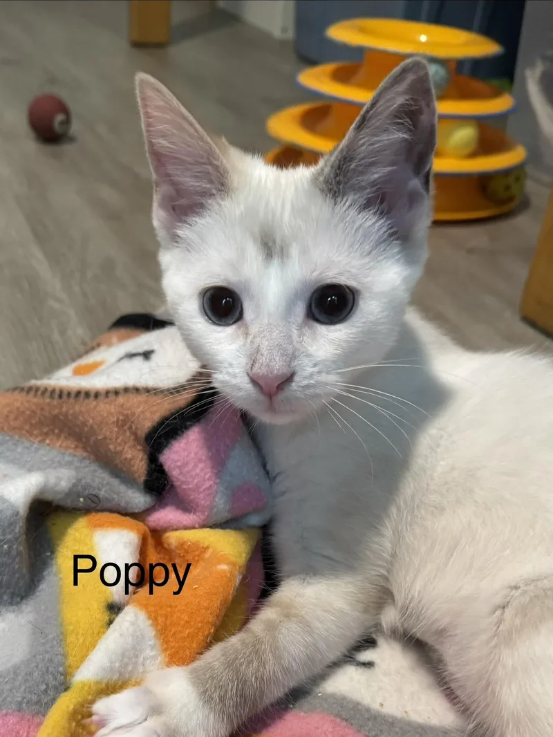A baby medium-sized female Cream Point Domestic Short Hair cat named Poppy for adoption in Frederick, MD