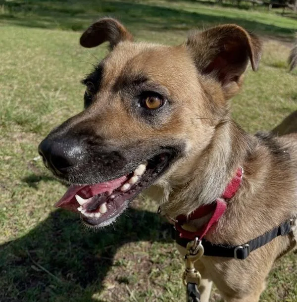 An adult medium-sized female Shepherd dog named Tostito for adoption in San Diego, CA